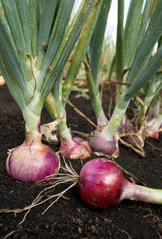 Red onion plants